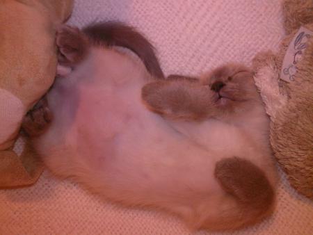 La pose dodo 