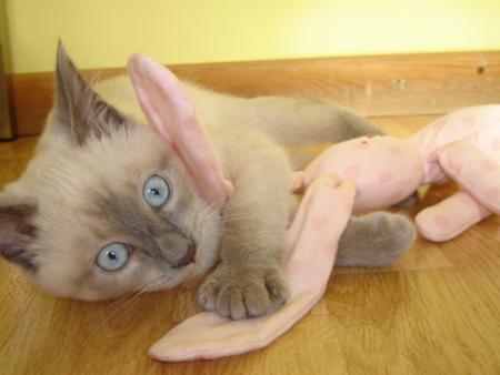 Le doudou de mya 