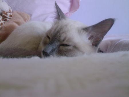 Mon petit coeur