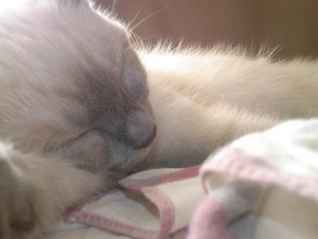 Je t'aime mon bambou 