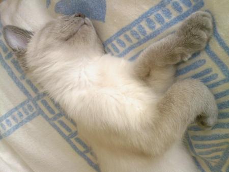 Et ca dort !!!! 