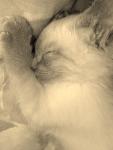 Mon bb bambou 