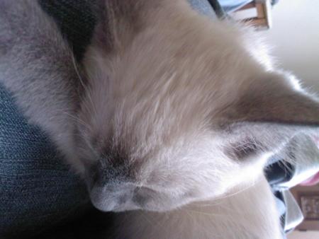 Petit bobo 