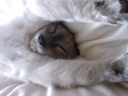 Le chat chinois !!! 